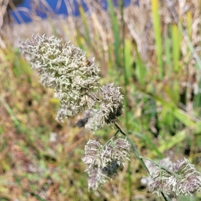 Dactylis glomerata (Cocksfoot) at Sullivans Creek, Lyneham South - 25 Oct 2023 by trevorpreston