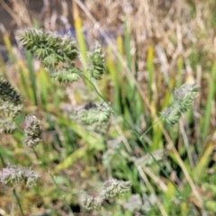 Dactylis glomerata at Lyneham, ACT - 25 Oct 2023