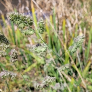 Dactylis glomerata at Lyneham, ACT - 25 Oct 2023