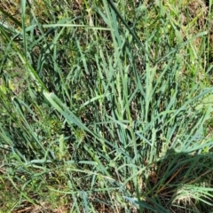 Dactylis glomerata at Lyneham, ACT - 25 Oct 2023 02:26 PM