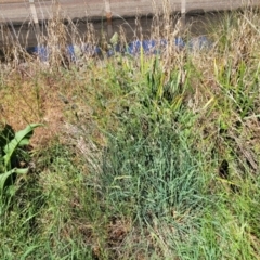 Dactylis glomerata at Lyneham, ACT - 25 Oct 2023 02:26 PM