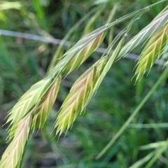 Bromus catharticus (Prairie Grass) at Lyneham Wetland - 25 Oct 2023 by trevorpreston