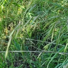 Bromus catharticus at Lyneham, ACT - 25 Oct 2023 02:24 PM