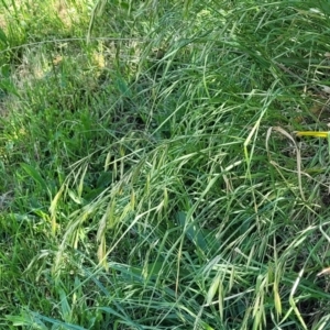 Bromus catharticus at Lyneham, ACT - 25 Oct 2023 02:24 PM