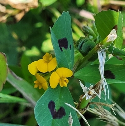 Medicago arabica (Spotted Burr Medic) at Sullivans Creek, Lyneham South - 25 Oct 2023 by trevorpreston