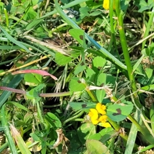 Medicago arabica at Lyneham, ACT - 25 Oct 2023