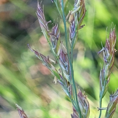 Festuca arundinacea (Tall Fescue) at Lyneham Wetland - 25 Oct 2023 by trevorpreston