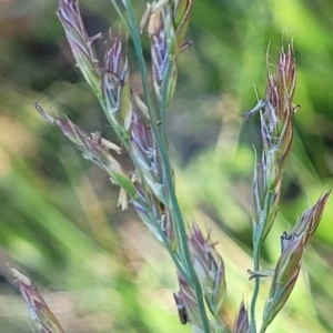 Festuca arundinacea at Lyneham, ACT - 25 Oct 2023