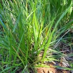 Lolium arundinaceum at Lyneham, ACT - 25 Oct 2023