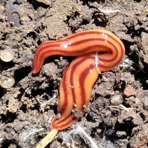 Anzoplana trilineata at Lyneham, ACT - 25 Oct 2023