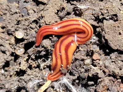 Anzoplana trilineata (A Flatworm) at Lyneham, ACT - 25 Oct 2023 by trevorpreston