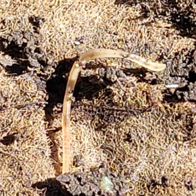 Nematode sp. (phylum) at Lyneham, ACT - 25 Oct 2023 by trevorpreston