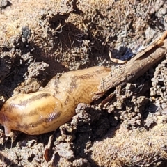 Ambigolimax sp. (valentius and waterstoni) (Striped Field Slug) at Lyneham, ACT - 25 Oct 2023 by trevorpreston