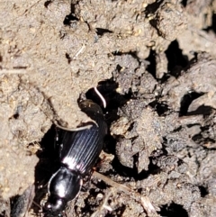 Carabidae sp. (family) (A ground beetle) at Sullivans Creek, Lyneham South - 25 Oct 2023 by trevorpreston