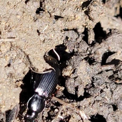 Carabidae sp. (family) (A ground beetle) at Sullivans Creek, Lyneham South - 25 Oct 2023 by trevorpreston