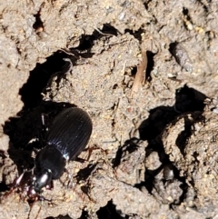 Carabidae sp. (family) at Lyneham, ACT - 25 Oct 2023