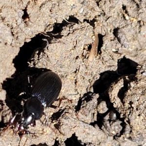 Carabidae sp. (family) at Lyneham, ACT - 25 Oct 2023