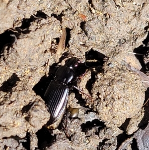 Carabidae sp. (family) at Lyneham, ACT - 25 Oct 2023