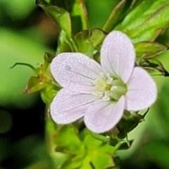 Geranium sp. Pleated sepals (D.E.Albrecht 4707) Vic. Herbarium at Lyneham, ACT - 25 Oct 2023 by trevorpreston