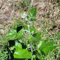 Populus alba (White Poplar) at Lyneham Wetland - 25 Oct 2023 by trevorpreston