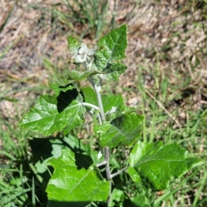 Populus alba at Lyneham, ACT - 25 Oct 2023 02:15 PM