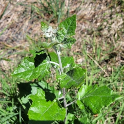 Populus alba (White Poplar) at Sullivans Creek, Lyneham South - 25 Oct 2023 by trevorpreston