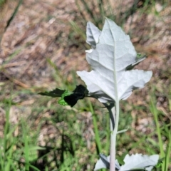 Populus alba at Lyneham, ACT - 25 Oct 2023 02:15 PM