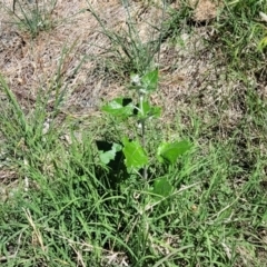 Populus alba at Lyneham, ACT - 25 Oct 2023 02:15 PM