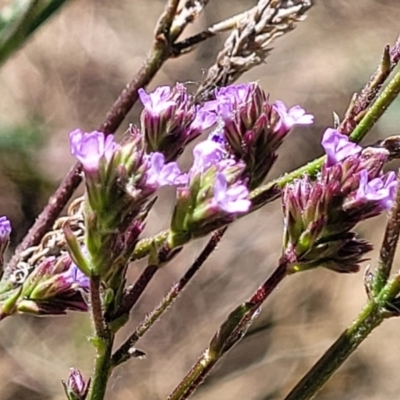 Verbena incompta (Purpletop) at Sullivans Creek, Lyneham South - 25 Oct 2023 by trevorpreston
