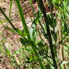 Verbena incompta at Lyneham, ACT - 25 Oct 2023 02:14 PM