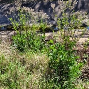 Verbena incompta at Lyneham, ACT - 25 Oct 2023