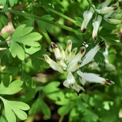 Fumaria capreolata (White Fumitory) at Sullivans Creek, Lyneham South - 25 Oct 2023 by trevorpreston