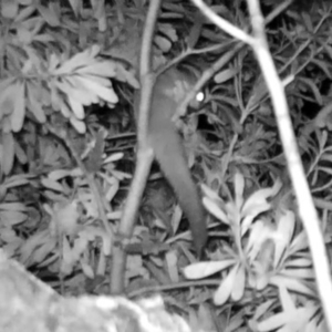 Petaurus notatus at Gundaroo, NSW - 25 Oct 2023