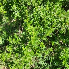 Lycium barbarum at Googong Foreshore - 23 Oct 2023 by HarleyB