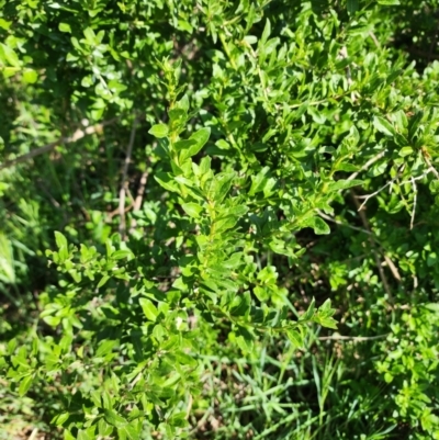 Lycium barbarum at Googong Foreshore - 23 Oct 2023 by HarleyB