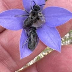 Lasioglossum (Chilalictus) lanarium (Halictid bee) at Belconnen, ACT - 25 Oct 2023 by lbradley