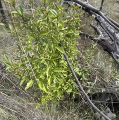 Ligustrum lucidum (Large-leaved Privet) at Cook, ACT - 25 Oct 2023 by lbradley