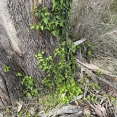 Hedera helix (Ivy) at Aranda Bushland - 25 Oct 2023 by lbradley
