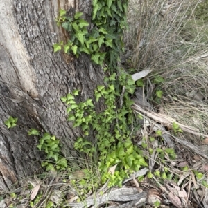 Hedera helix at Belconnen, ACT - 25 Oct 2023