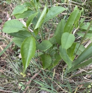 Prunus serotina at Belconnen, ACT - 25 Oct 2023