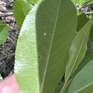 Prunus serotina at Belconnen, ACT - 25 Oct 2023