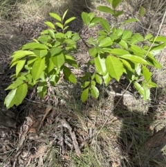 Prunus serotina at Belconnen, ACT - 25 Oct 2023