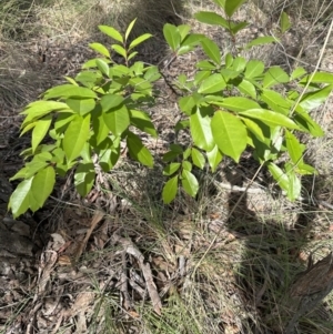 Prunus serotina at Belconnen, ACT - 25 Oct 2023