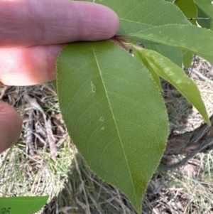 Prunus serotina at Belconnen, ACT - 25 Oct 2023