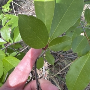 Prunus serotina at Cook, ACT - 25 Oct 2023
