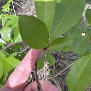 Prunus serotina at Belconnen, ACT - 25 Oct 2023