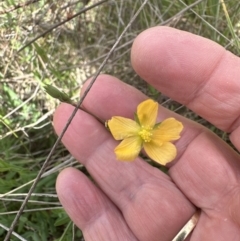 Hypericum gramineum (Small St Johns Wort) at Aranda Bushland - 25 Oct 2023 by lbradley