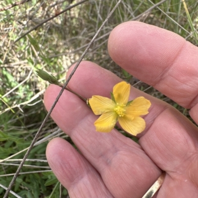 Hypericum gramineum (Small St Johns Wort) at Aranda Bushland - 25 Oct 2023 by lbradley