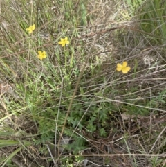 Hypericum gramineum at Cook, ACT - 25 Oct 2023 03:27 PM