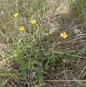 Hypericum gramineum at Cook, ACT - 25 Oct 2023 03:27 PM